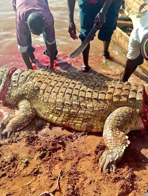 [Graphic Photos] Woman Killed By Crocodile In Kiambere Dam - Cyprian ...