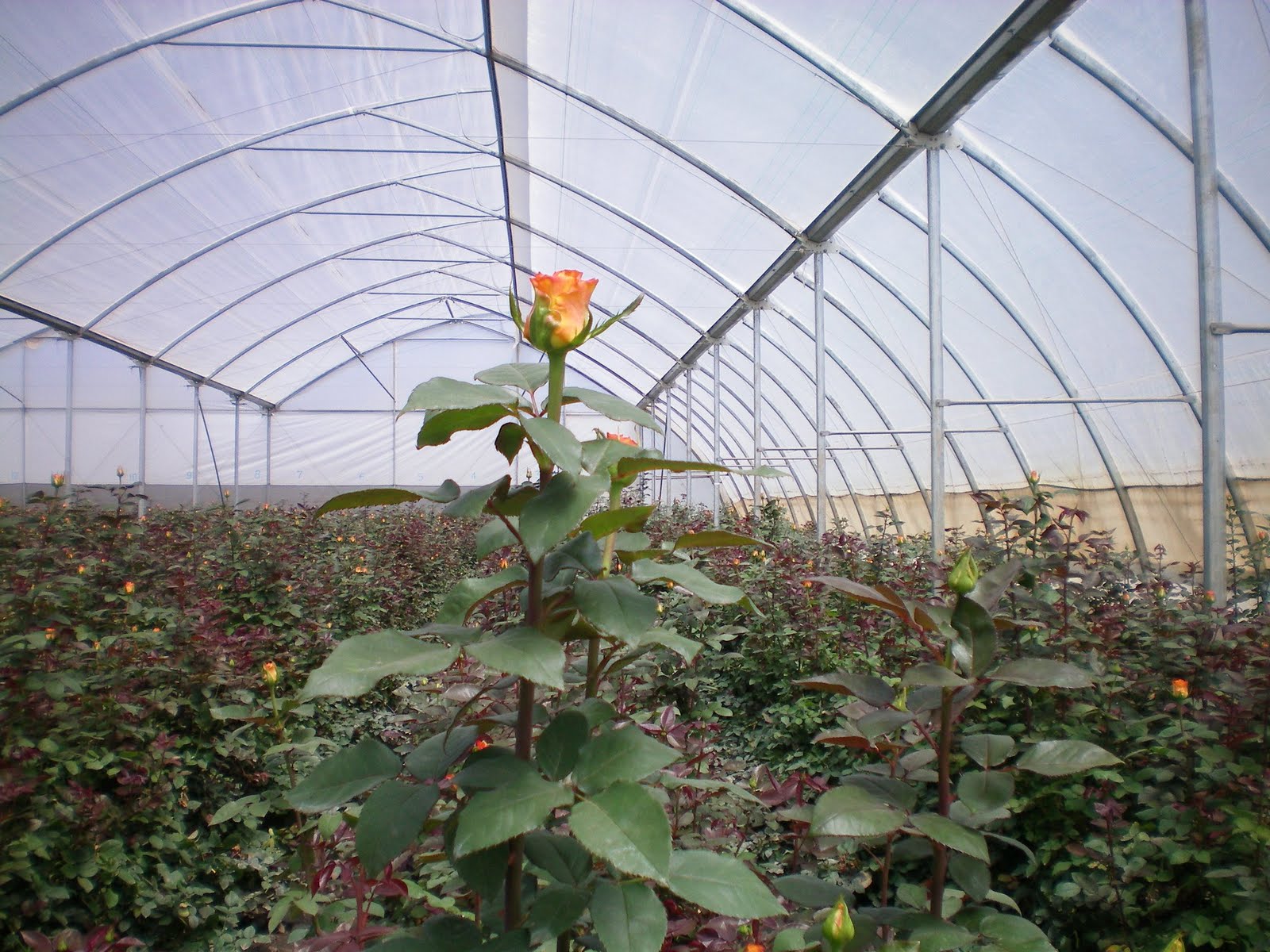 Roseta Flower Farm