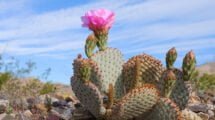 An Image Of A Cactus Plant