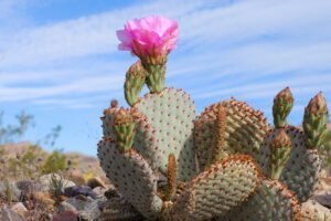 An Image Of A Cactus Plant