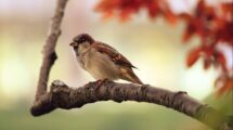 songs about sparrows