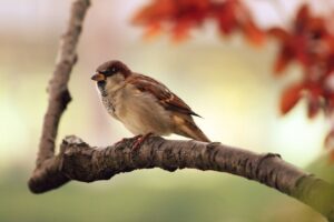 songs about sparrows