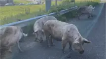This photo provided by the Minnesota State Patrol shows pigs running loose on a metro highway after a semitrailer truck that was carrying them overturned, causing an hours-long shutdown Friday morning, June 9, 2023, in Little Canada, Minn. (Minne...Show more The Associated Press