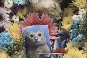 El Gato Cat Death Video Gone Viral