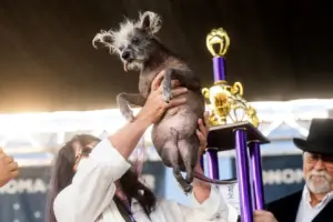 Ugliest Dog In The World