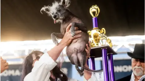 Ugliest Dog In The World