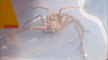 An imagfe of a huntsman spider: What is a huntsman spider?