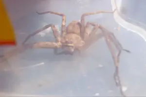 An imagfe of a huntsman spider: What is a huntsman spider?