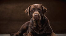 Photo of a dog - Image by master1305 on Freepik