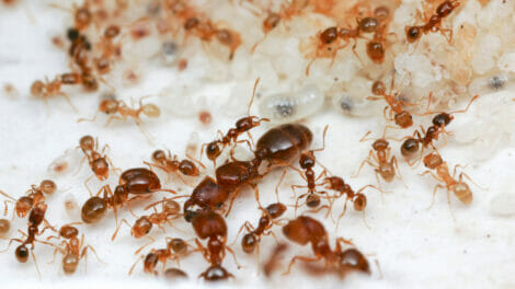 A photo Of willd Ants In Snow