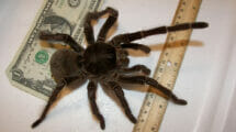 An image of the Goliath Birdeater