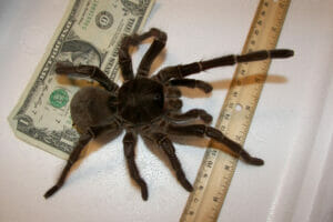 An image of the Goliath Birdeater