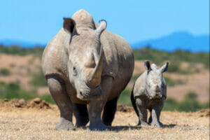 How Many Rhinos Are There in the World Right Now