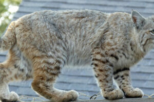 An image of Bobcats