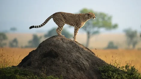 Cheetah In Maasai-Mara-National-Reserve-Kenya