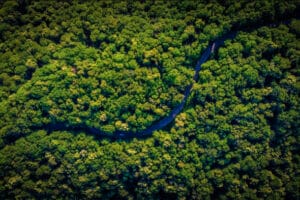 An aerial view of a lush forest, symbolizing the vast number of trees in the world.