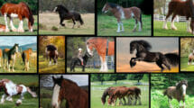 An image showcasing a collection of the world’s most beautiful horses, each displaying their unique features and majestic beauty.