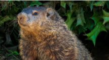 An image of groundhogs