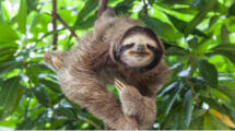 An image of sloths