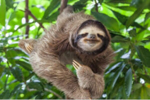 An image of sloths