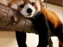 An image of Red Pandas