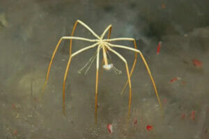 An image of a sea spider