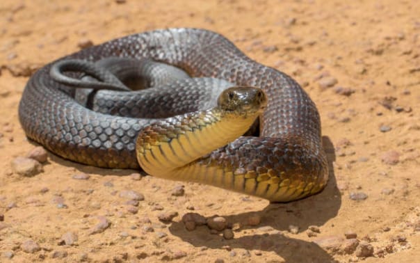 Deadliest Snake In The World