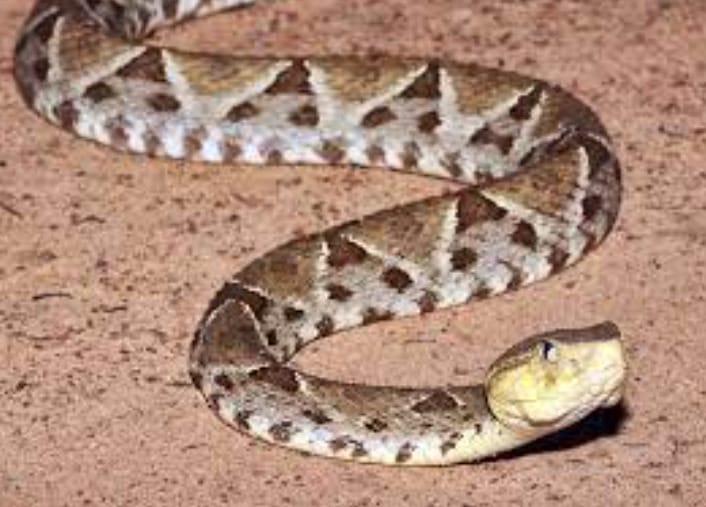 Deadliest Snake in The World