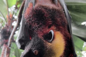 The Giant Golden-Crowned Flying Fox