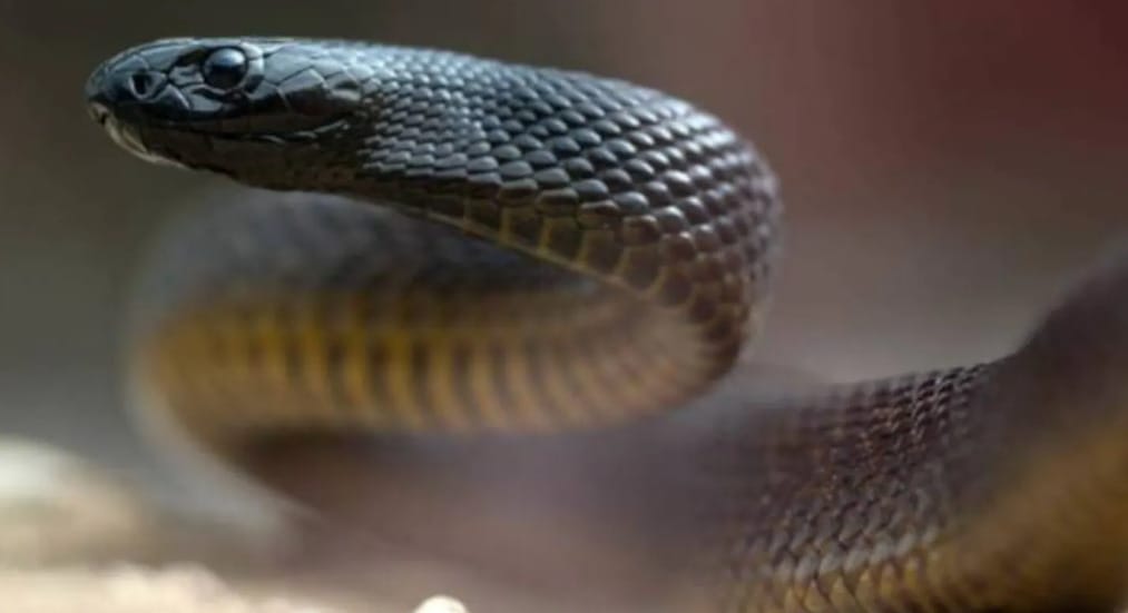 Deadliest Snake In The World