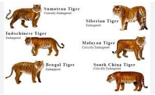How Many Tigers Are Left In The World