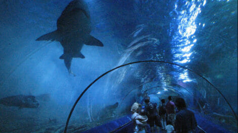 Top 5 Largest Aquariums in the World