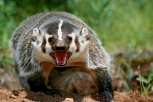 An image of a badger