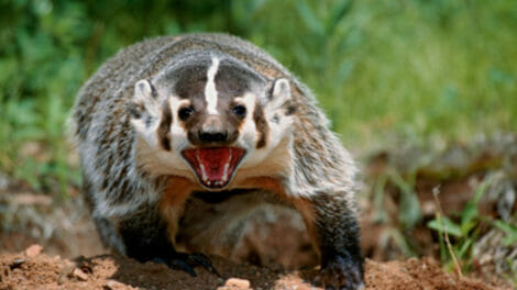 An image of a badger