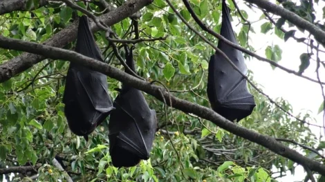 A Photo Of a Bat