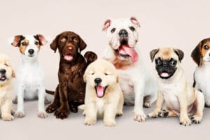 Collection of various dog breeds showcasing the diversity in size, shape, and color.