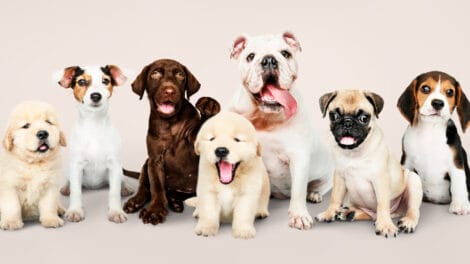 Collection of various dog breeds showcasing the diversity in size, shape, and color.