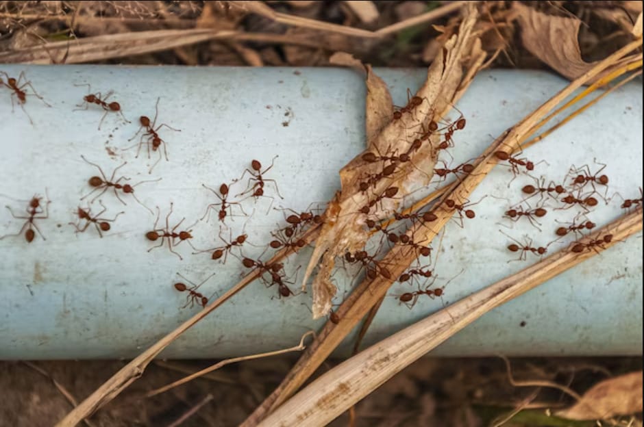 An image to illustrate my target key phrase: How Many Ants Are in the World
