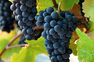 A cluster of ripe Pinot Noir grapes hanging on the vine, showcasing the varietal's deep red hue and tight clusters, ready for harvest.