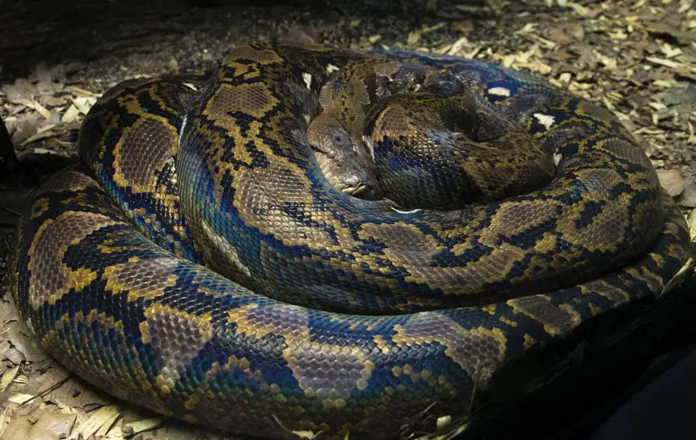An image of The Reticulated Python