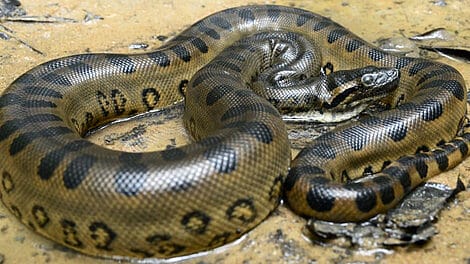 An image of The largest snake in the world