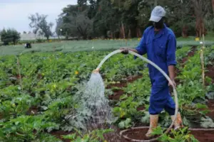 An image of Agricultural courses in Kenya in both degree diploma and also certificate